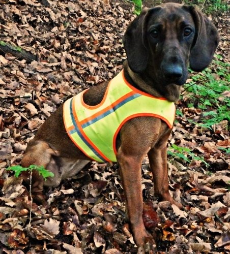 Refleksvest til hunde - Gul