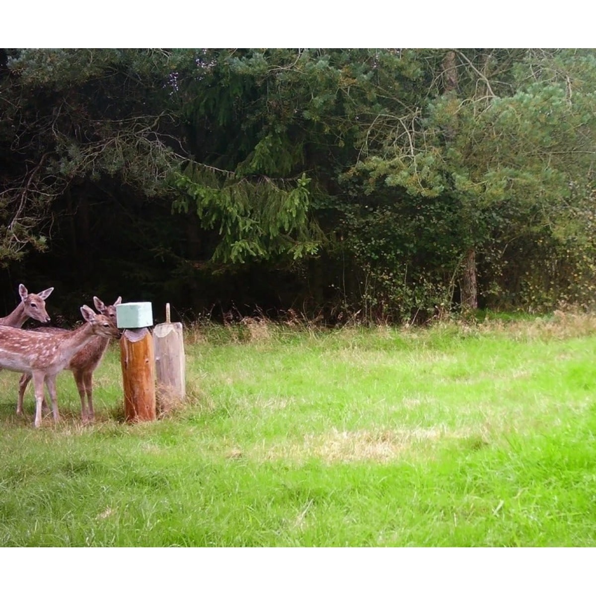 ViloRock Wild Øko Sliksten til vildt - 10kg