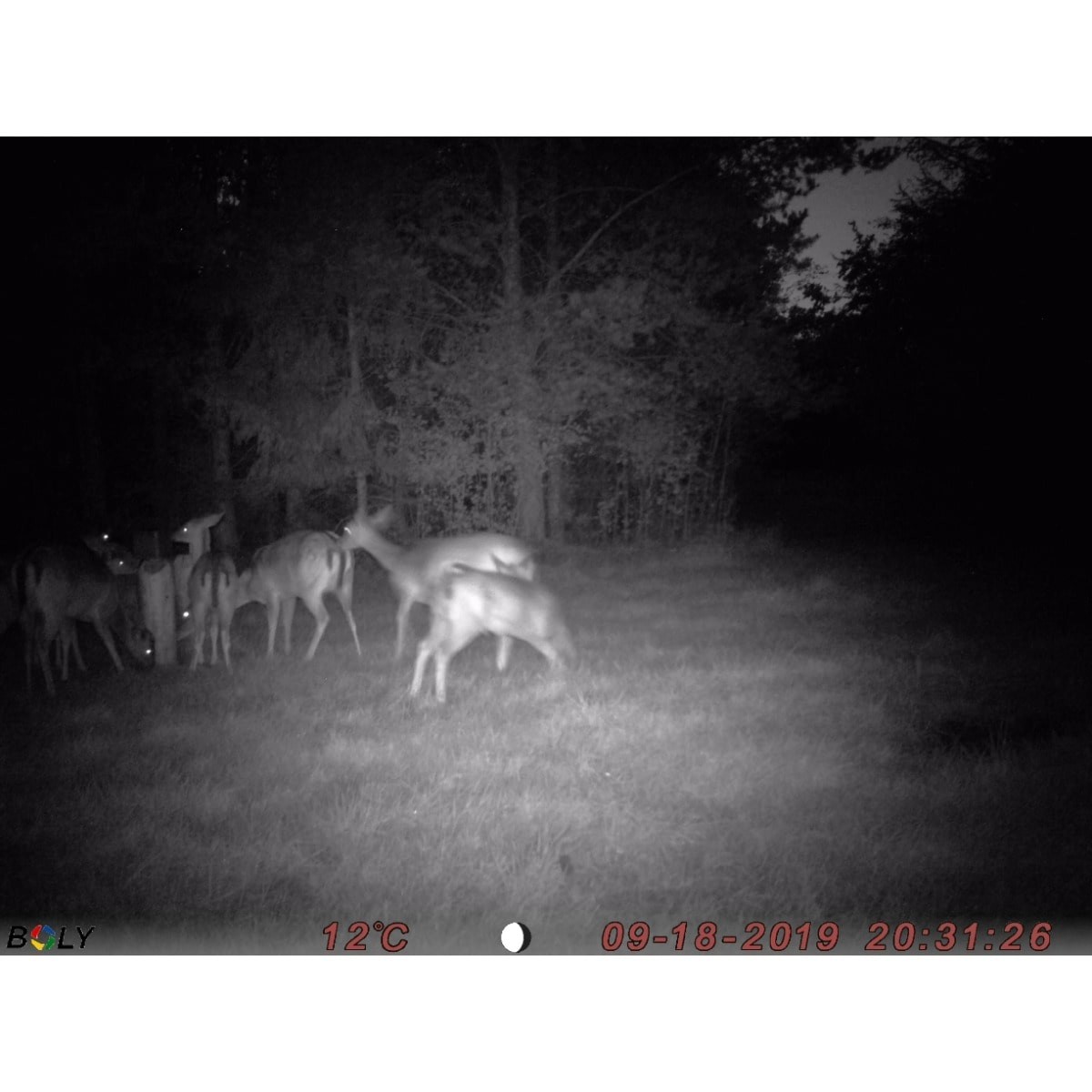 ViloRock Wild Øko Sliksten til vildt - 10kg