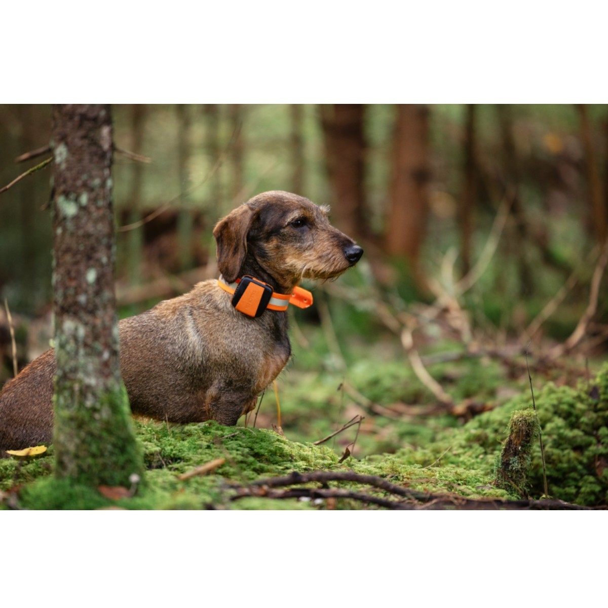 Tracker Bark 4G IoT hunde-GPS