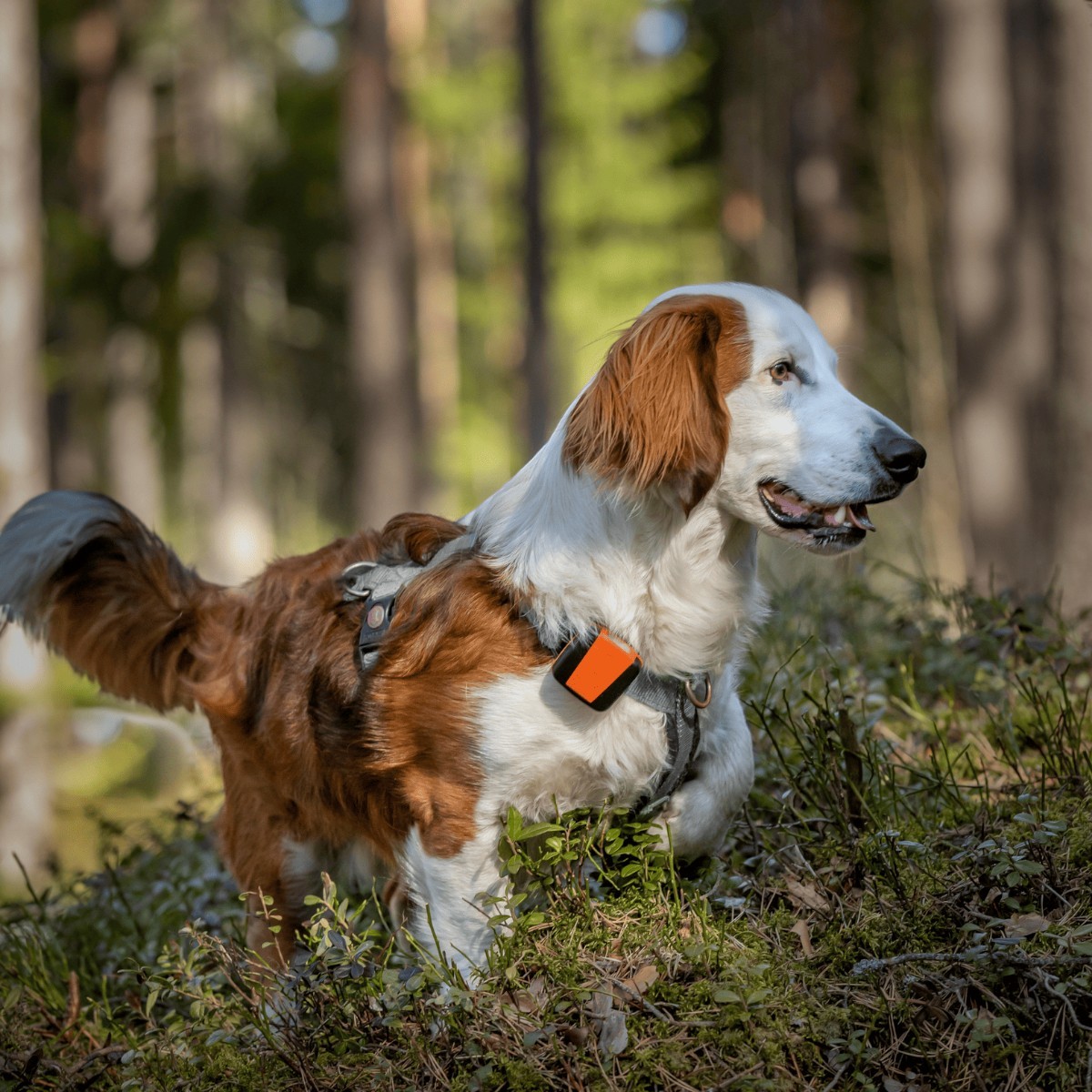 Tracker Bark 4G IoT hunde-GPS