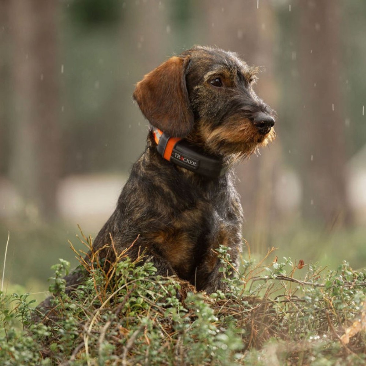 Tracker Luna 4G IoT hunde-GPS