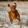 Tracker Luna 4G IoT hunde-GPS