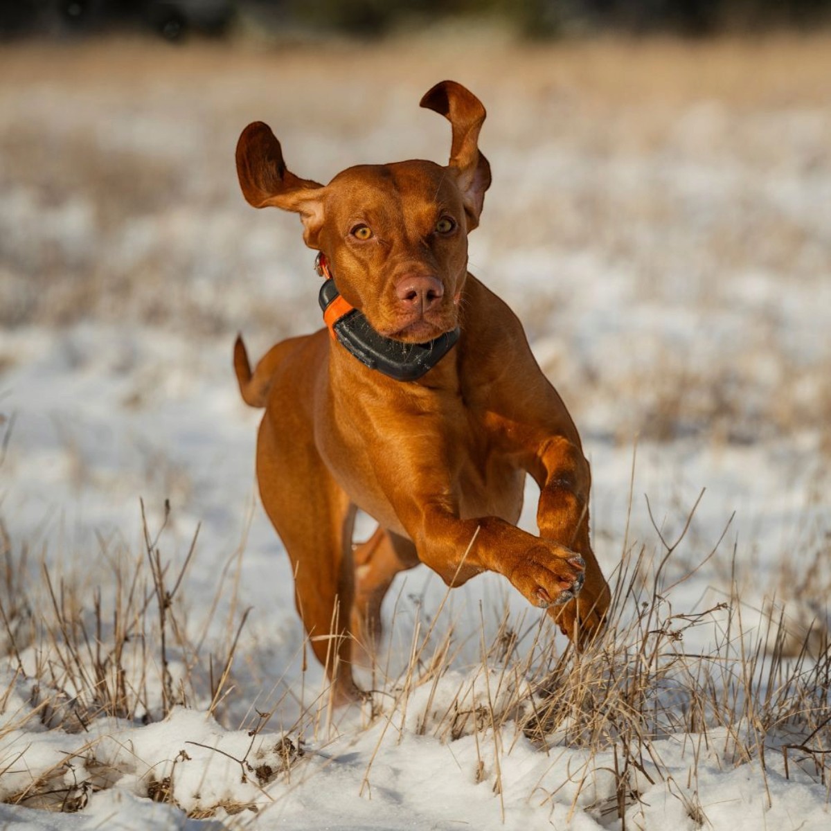 Tracker Luna 4G IoT hunde-GPS